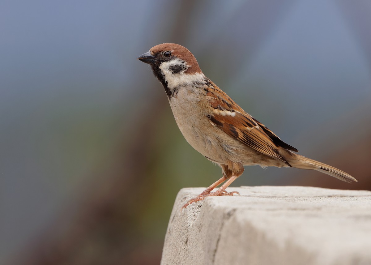 Eurasian Tree Sparrow - ML619528243