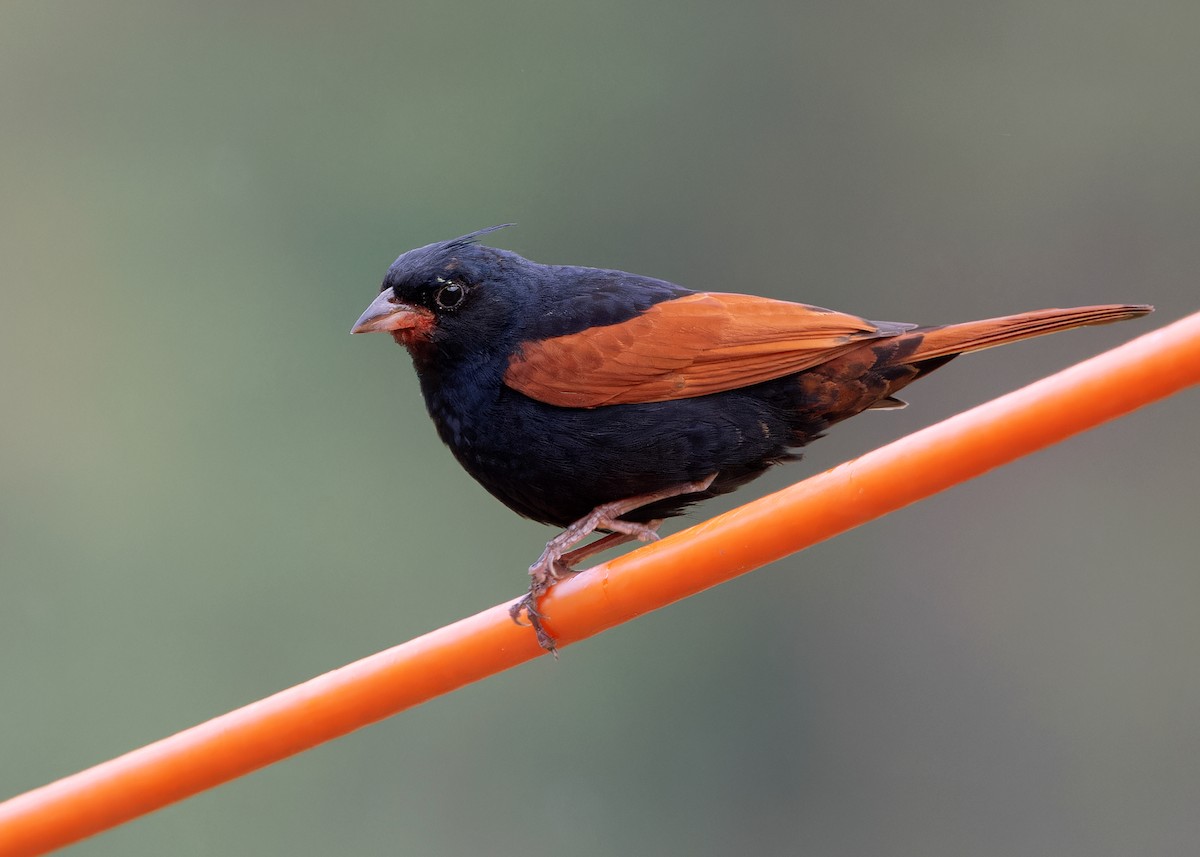 Crested Bunting - ML619528249