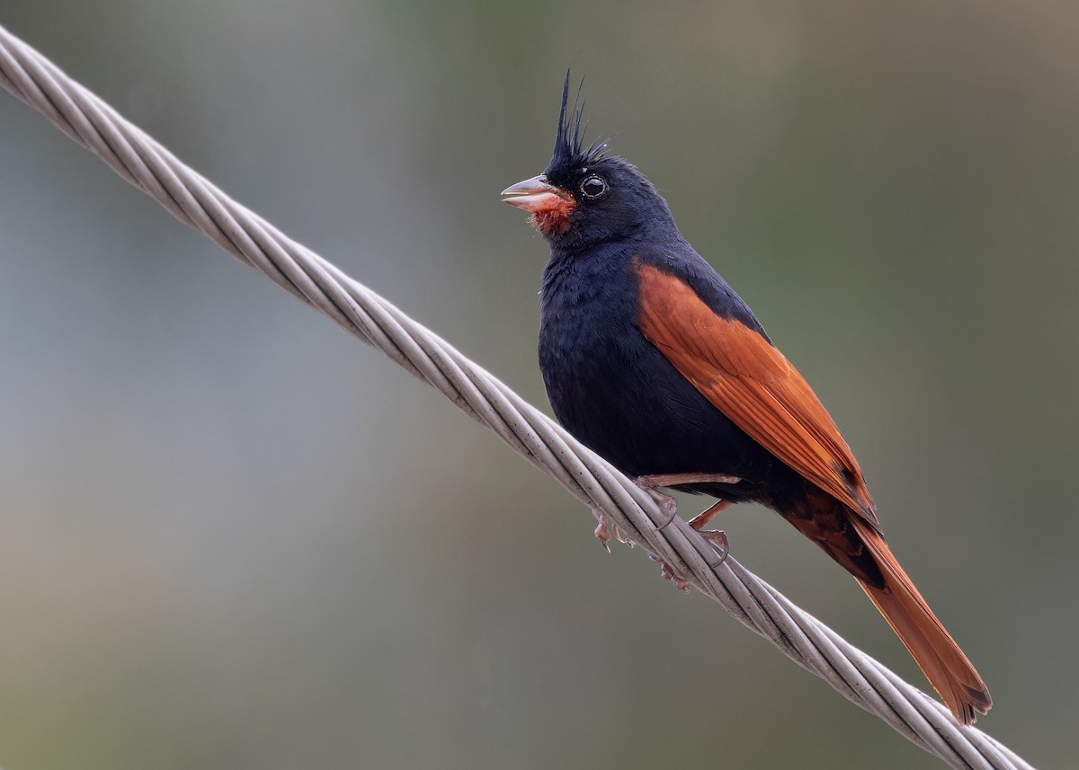 Crested Bunting - ML619528251