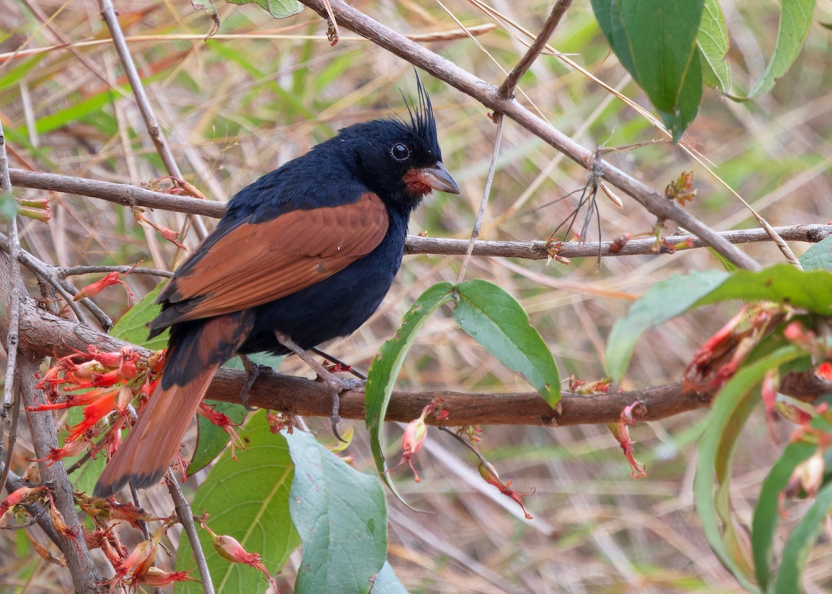 Crested Bunting - ML619528252