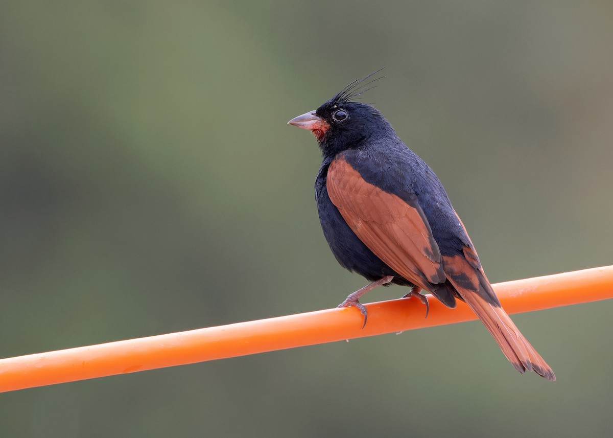 Crested Bunting - ML619528253