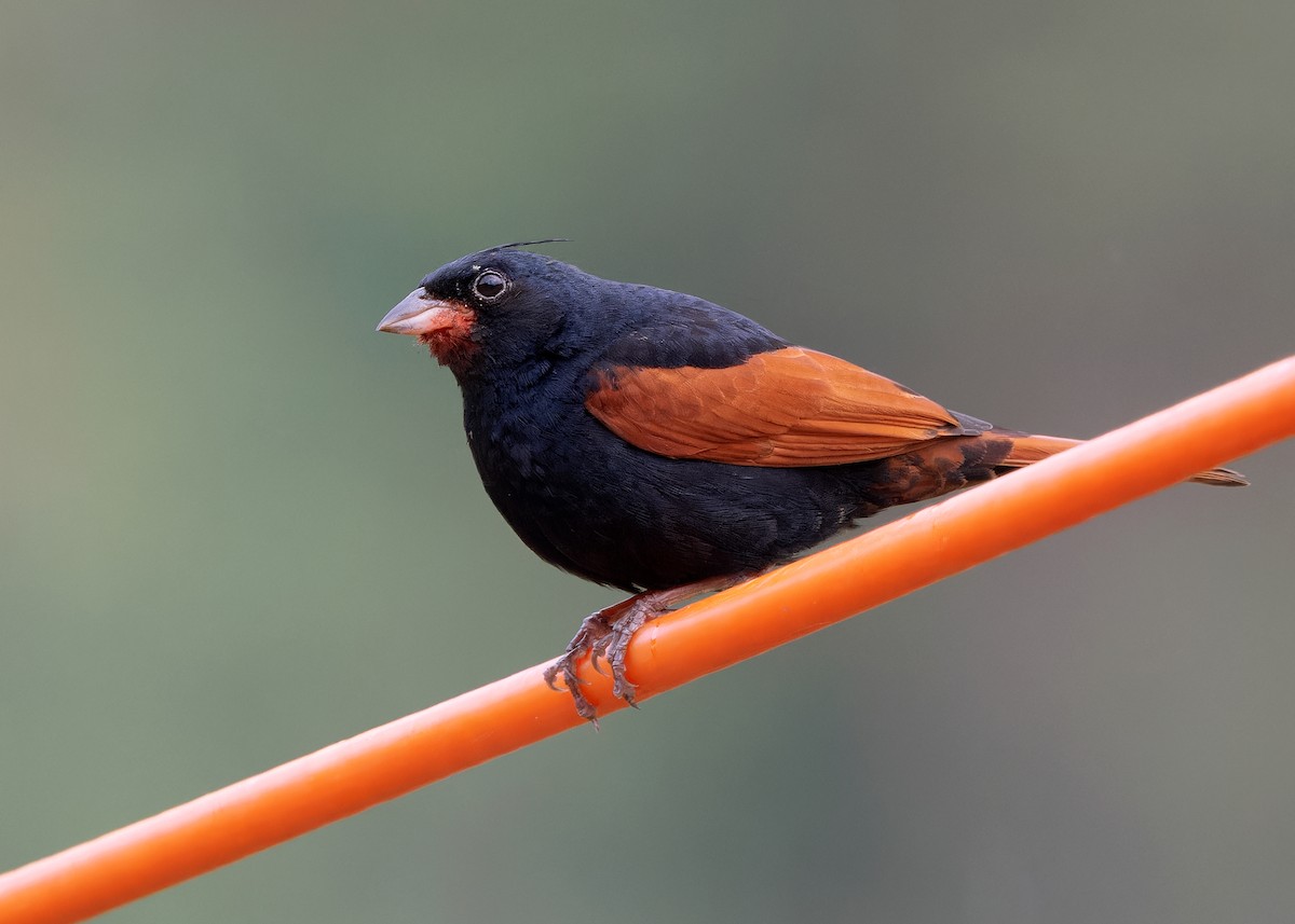 Crested Bunting - ML619528254