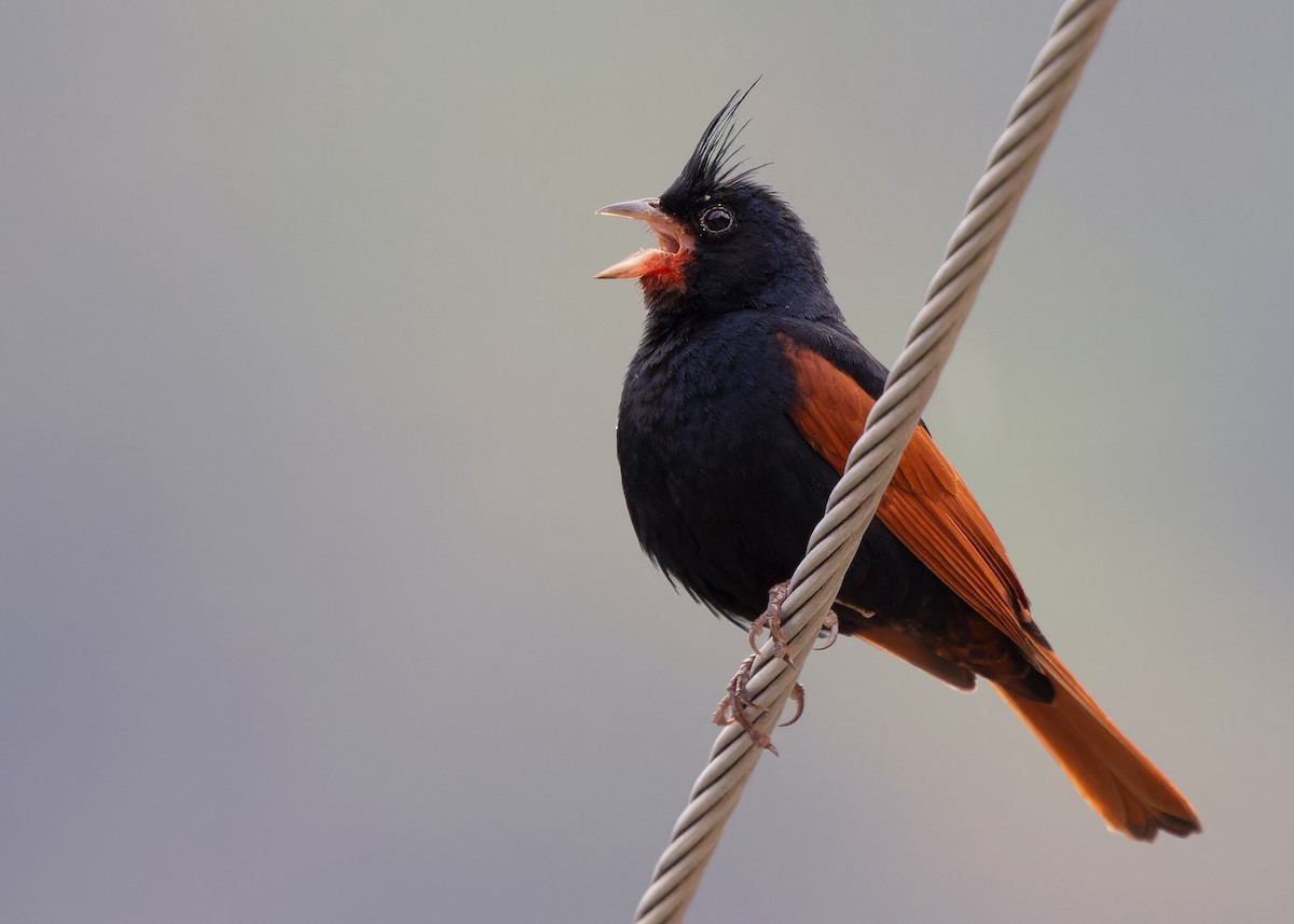 Crested Bunting - ML619528255