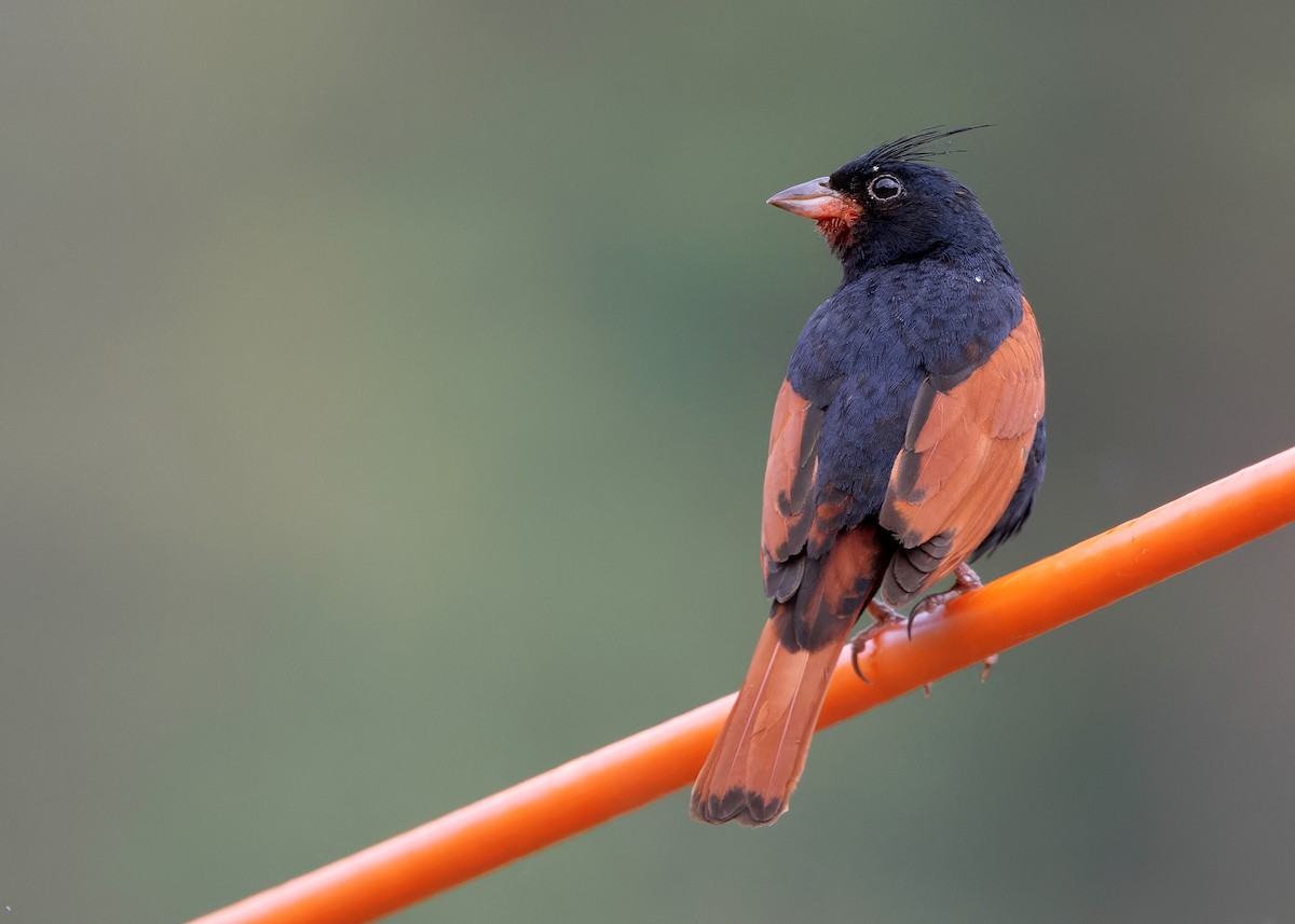Crested Bunting - ML619528256