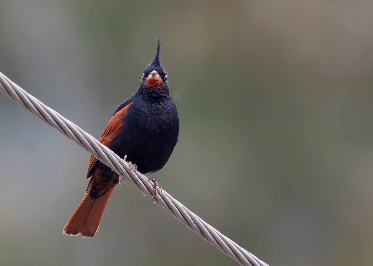 Crested Bunting - ML619528257