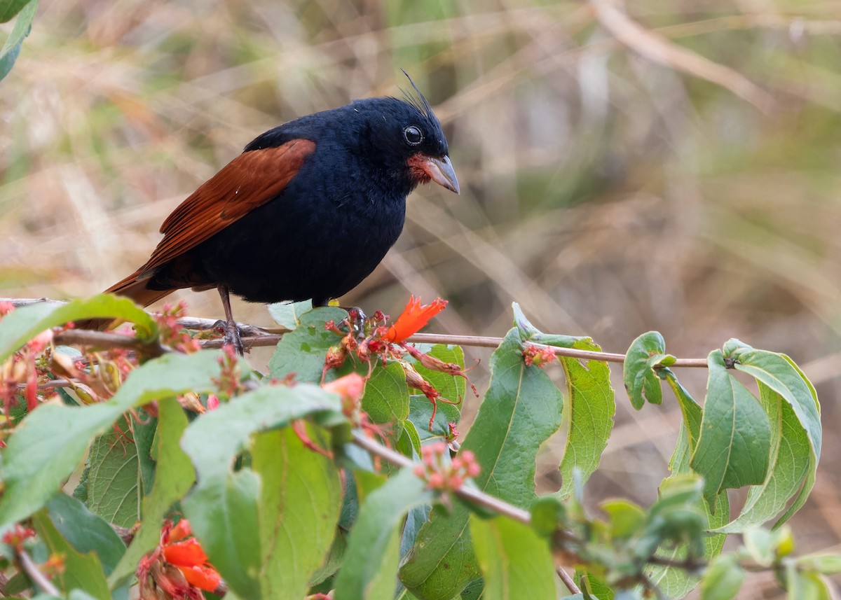 Crested Bunting - ML619528258