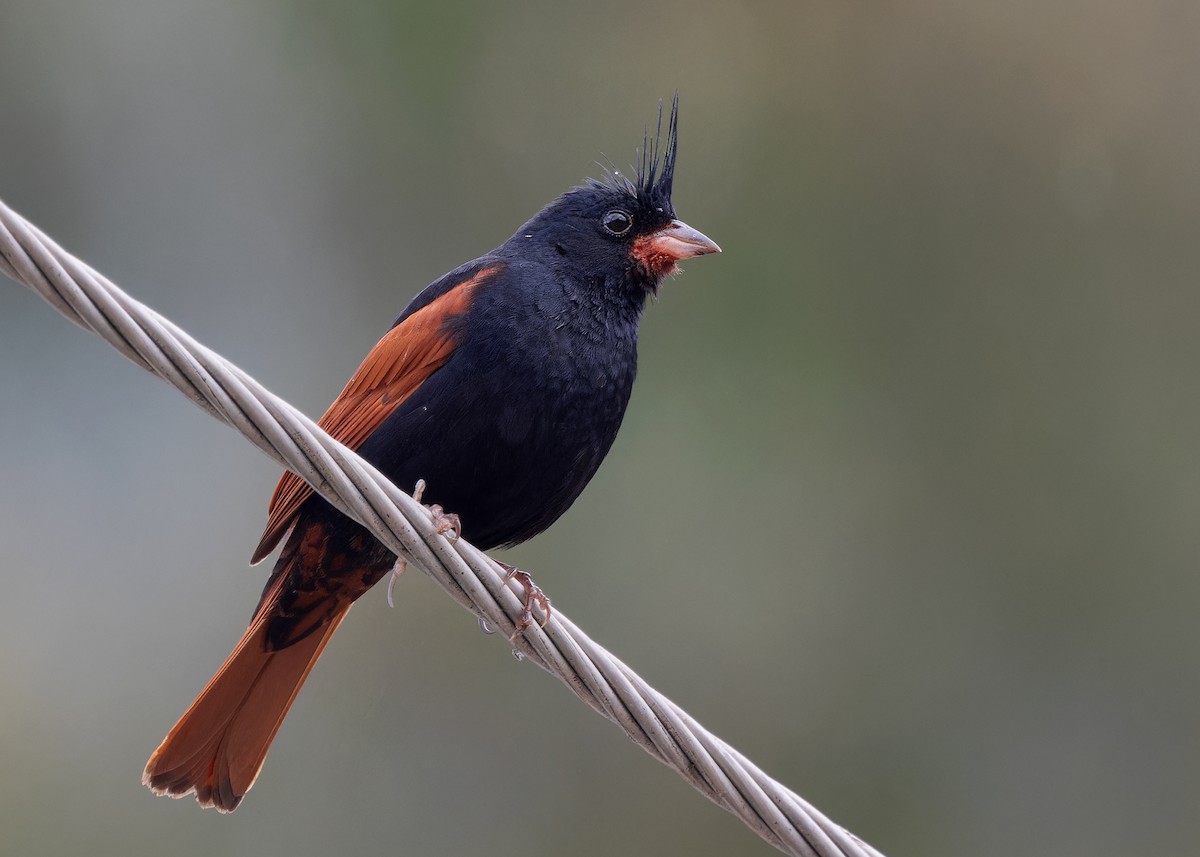 Crested Bunting - ML619528259