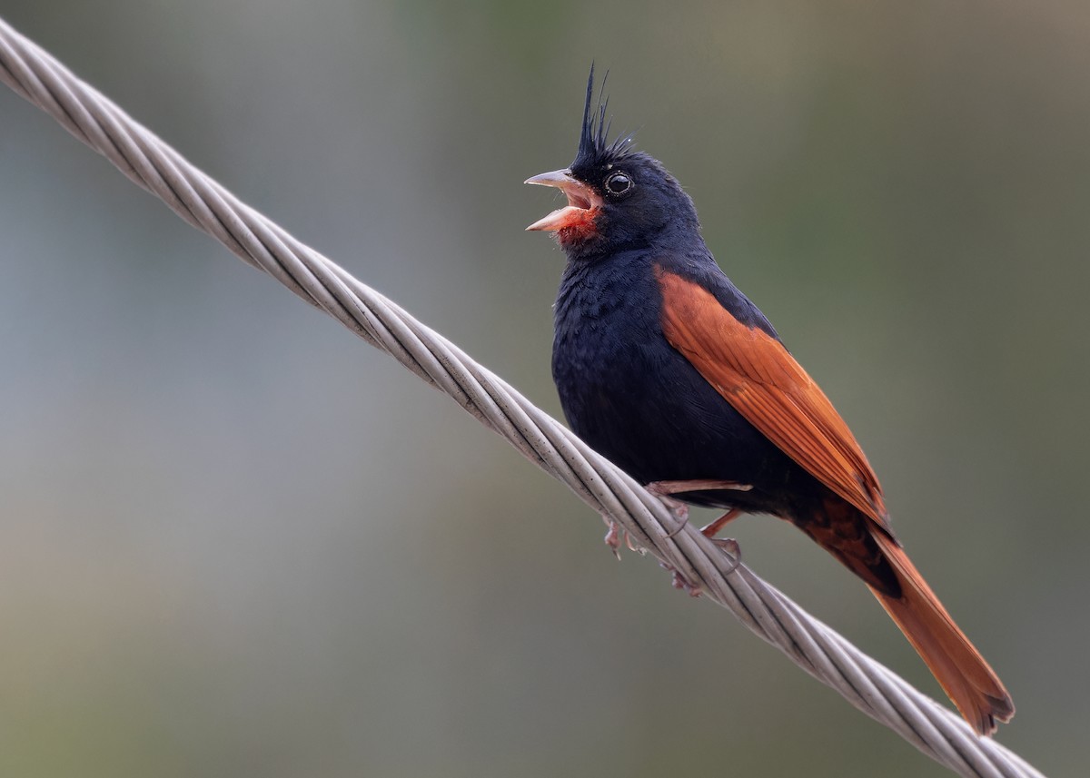 Crested Bunting - ML619528260