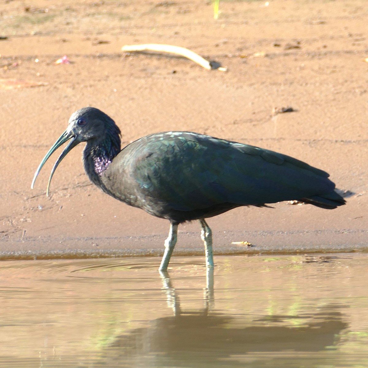 ibis zelený - ML619528275
