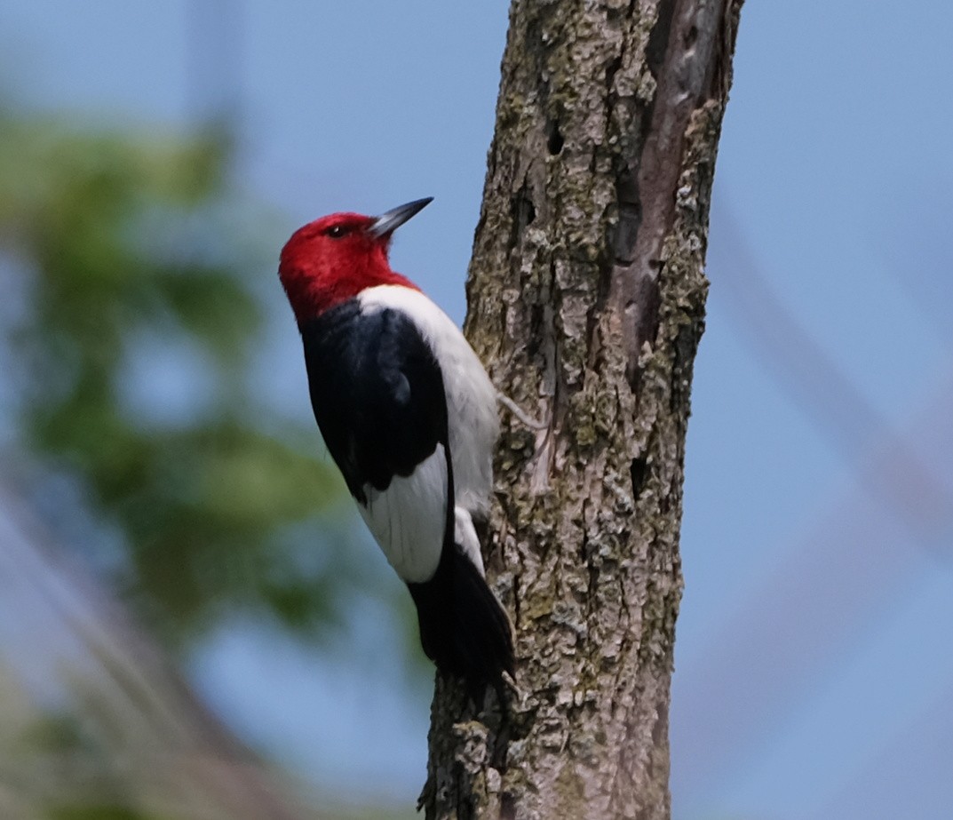 Red-headed Woodpecker - ML619528283