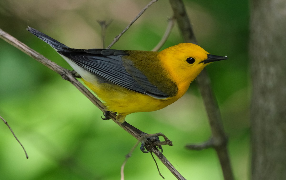 Prothonotary Warbler - ML619528299