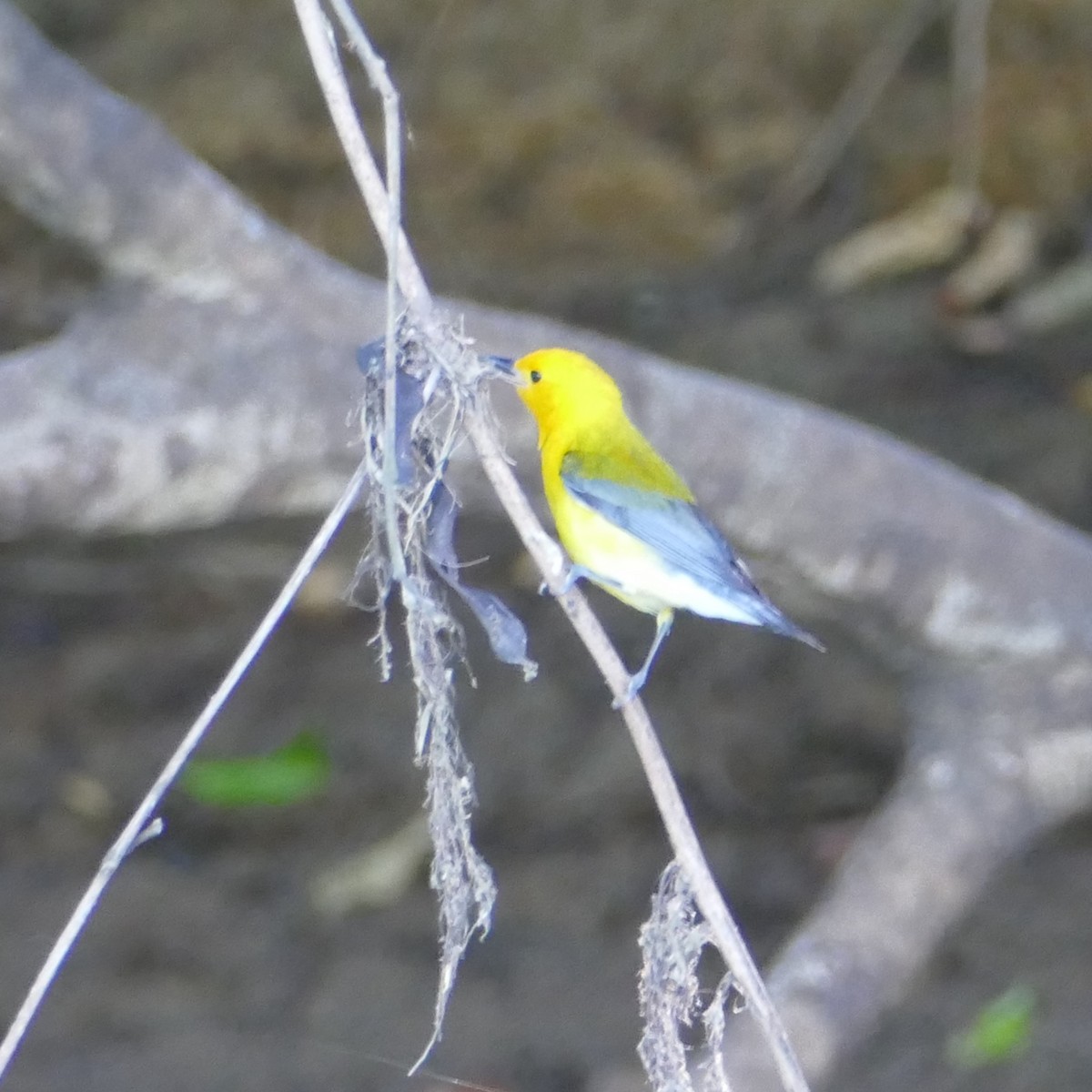 Prothonotary Warbler - ML619528346