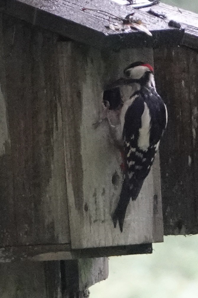 Great Spotted Woodpecker - ML619528349