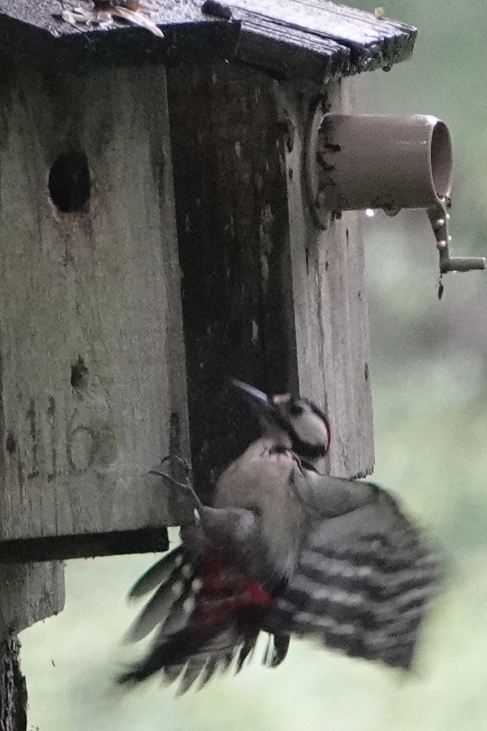 Great Spotted Woodpecker - ML619528351