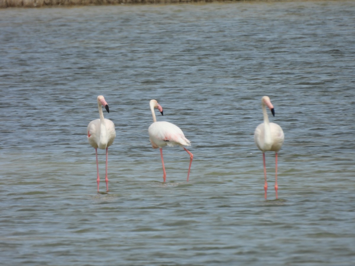 Greater Flamingo - ML619528357