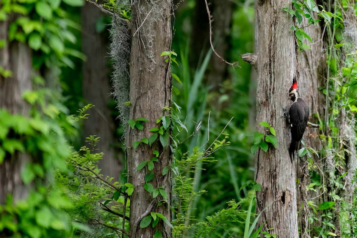 Pileated Woodpecker - ML619528428