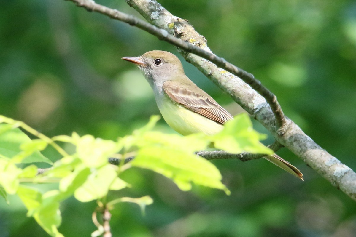 Great Crested Flycatcher - ML619528430