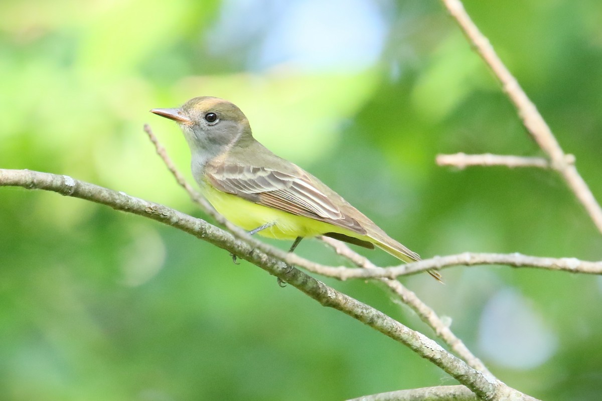 Great Crested Flycatcher - ML619528431