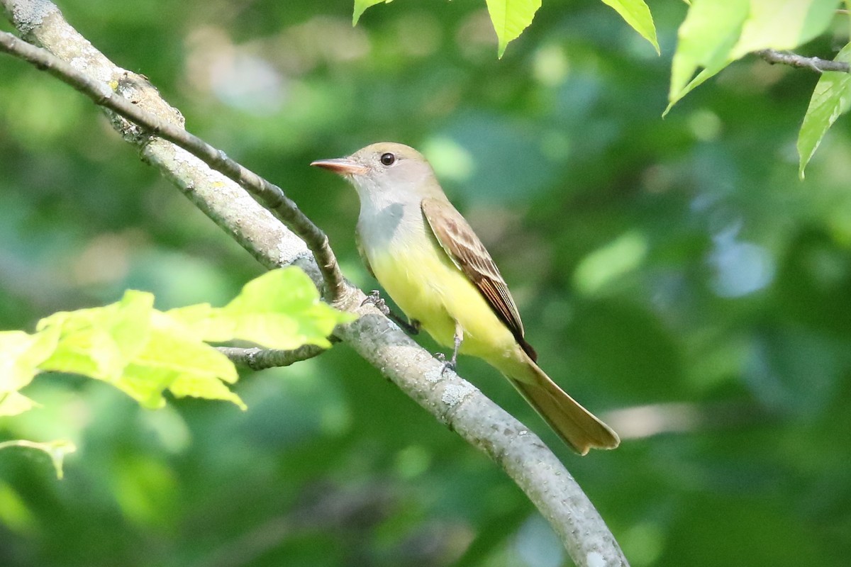Great Crested Flycatcher - ML619528432
