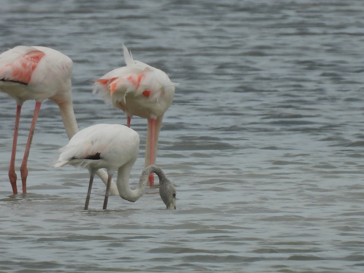 Greater Flamingo - ML619528444