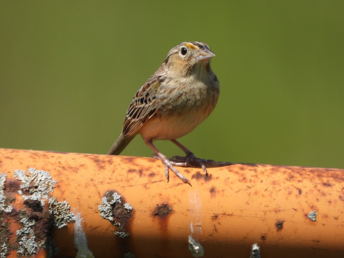 Grasshopper Sparrow - ML619528458