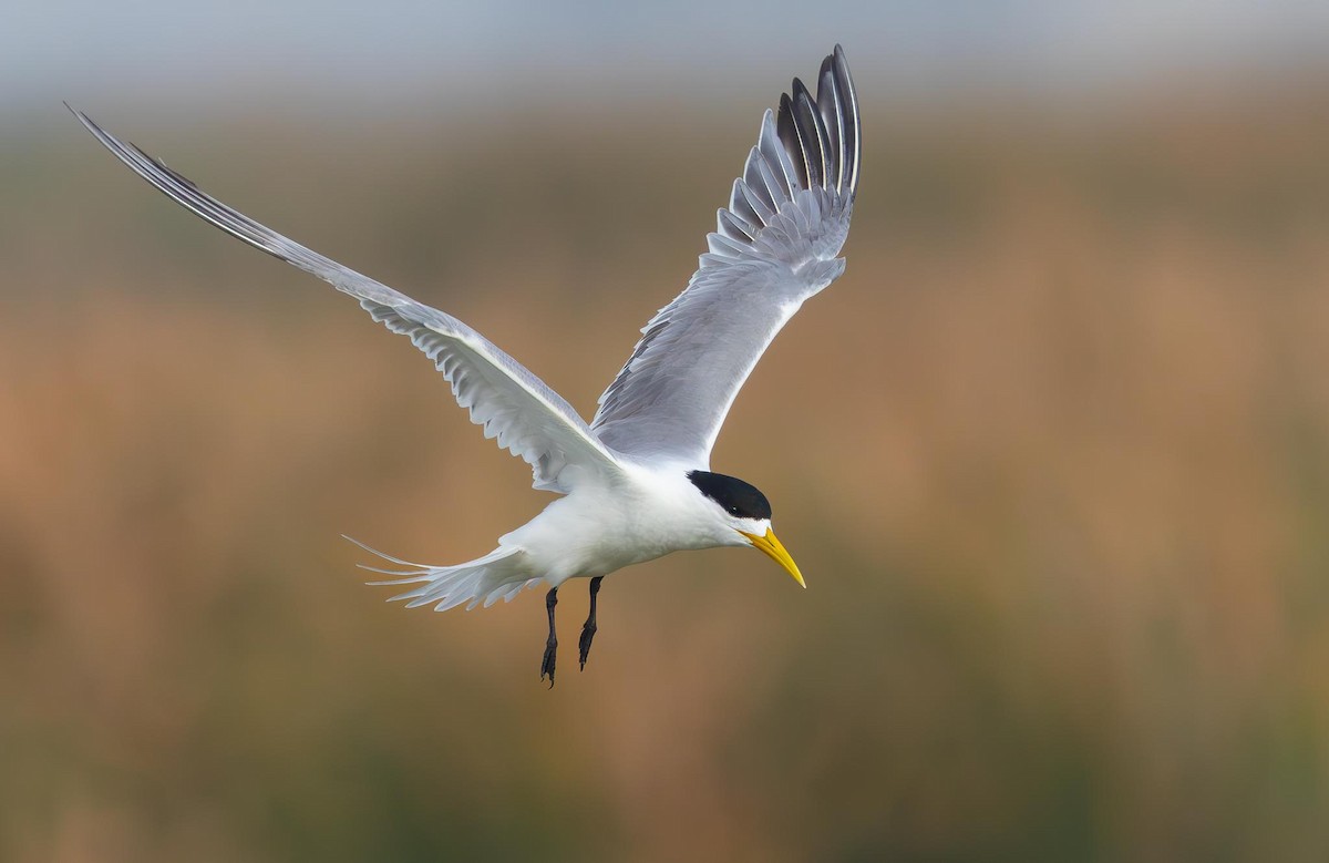 Great Crested Tern - ML619528468