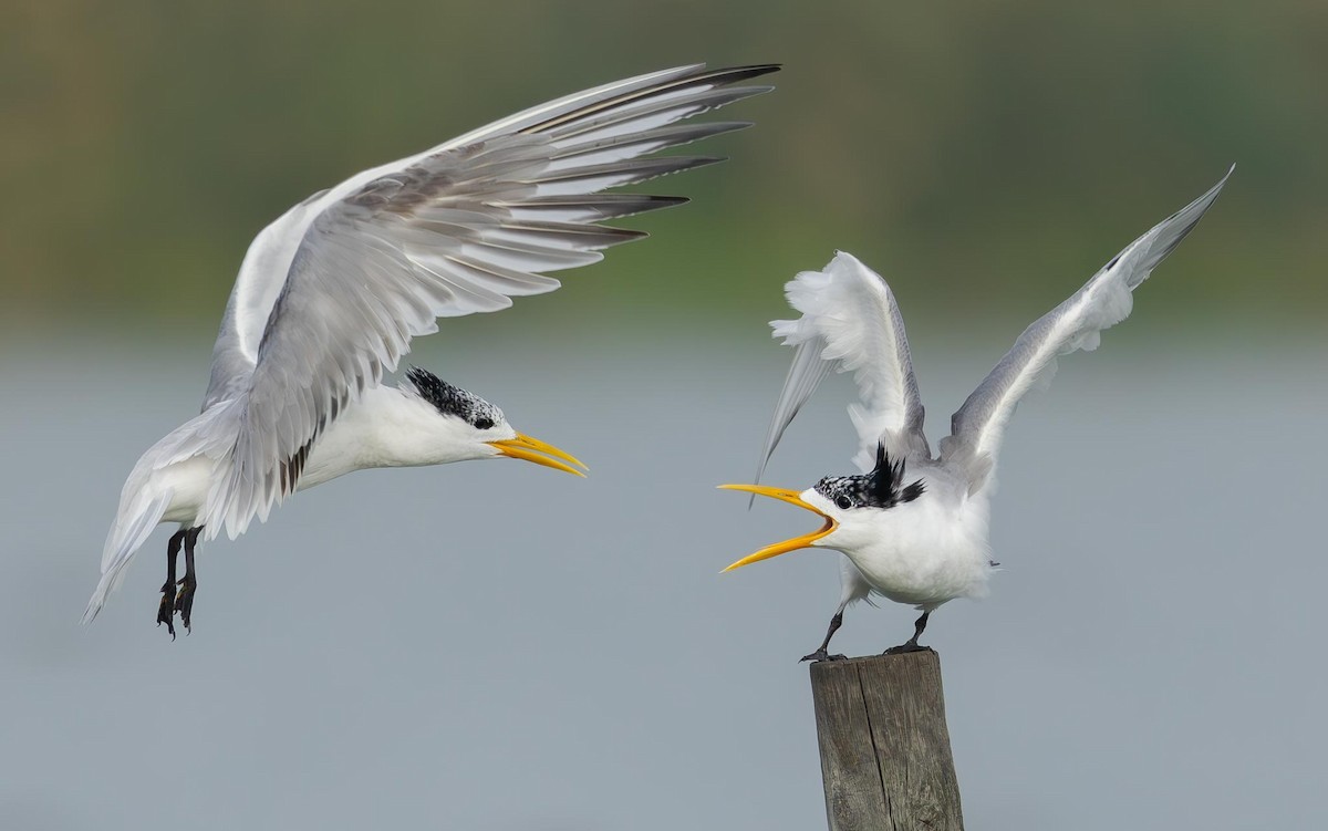 Great Crested Tern - ML619528472
