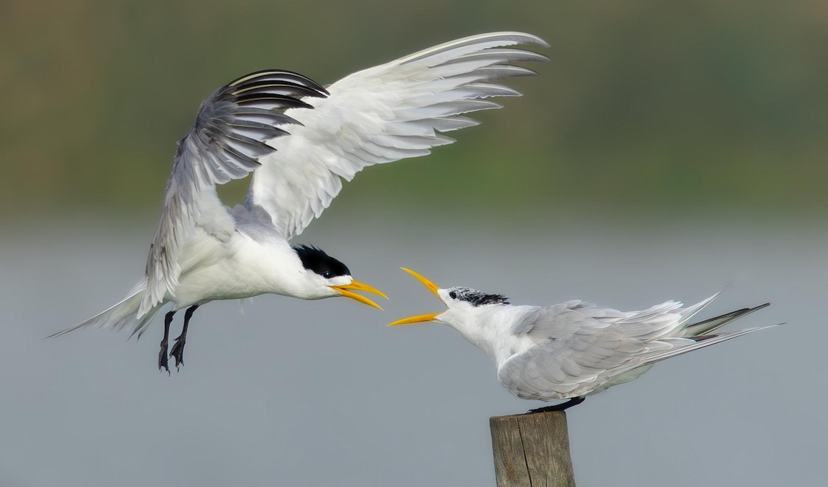 Great Crested Tern - ML619528475
