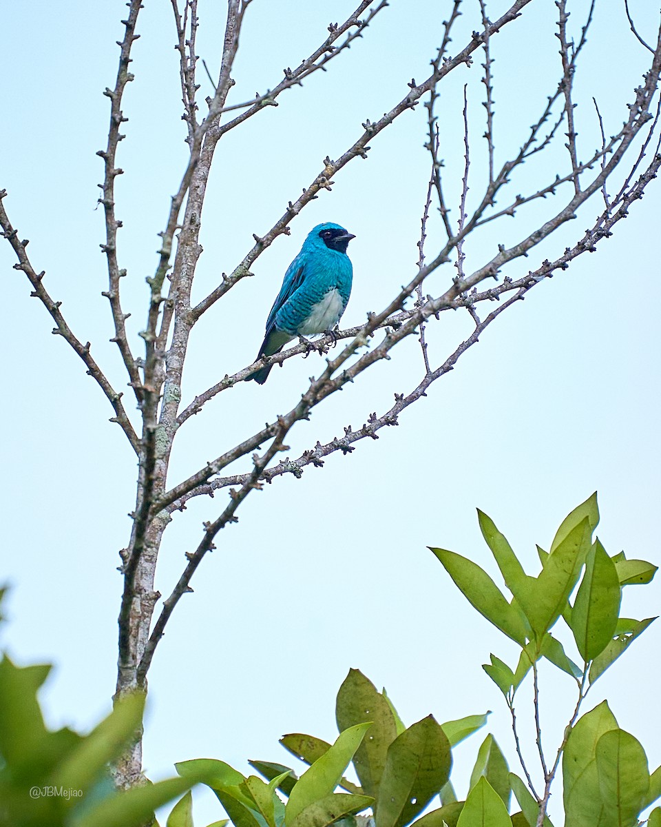 Swallow Tanager - ML619528479