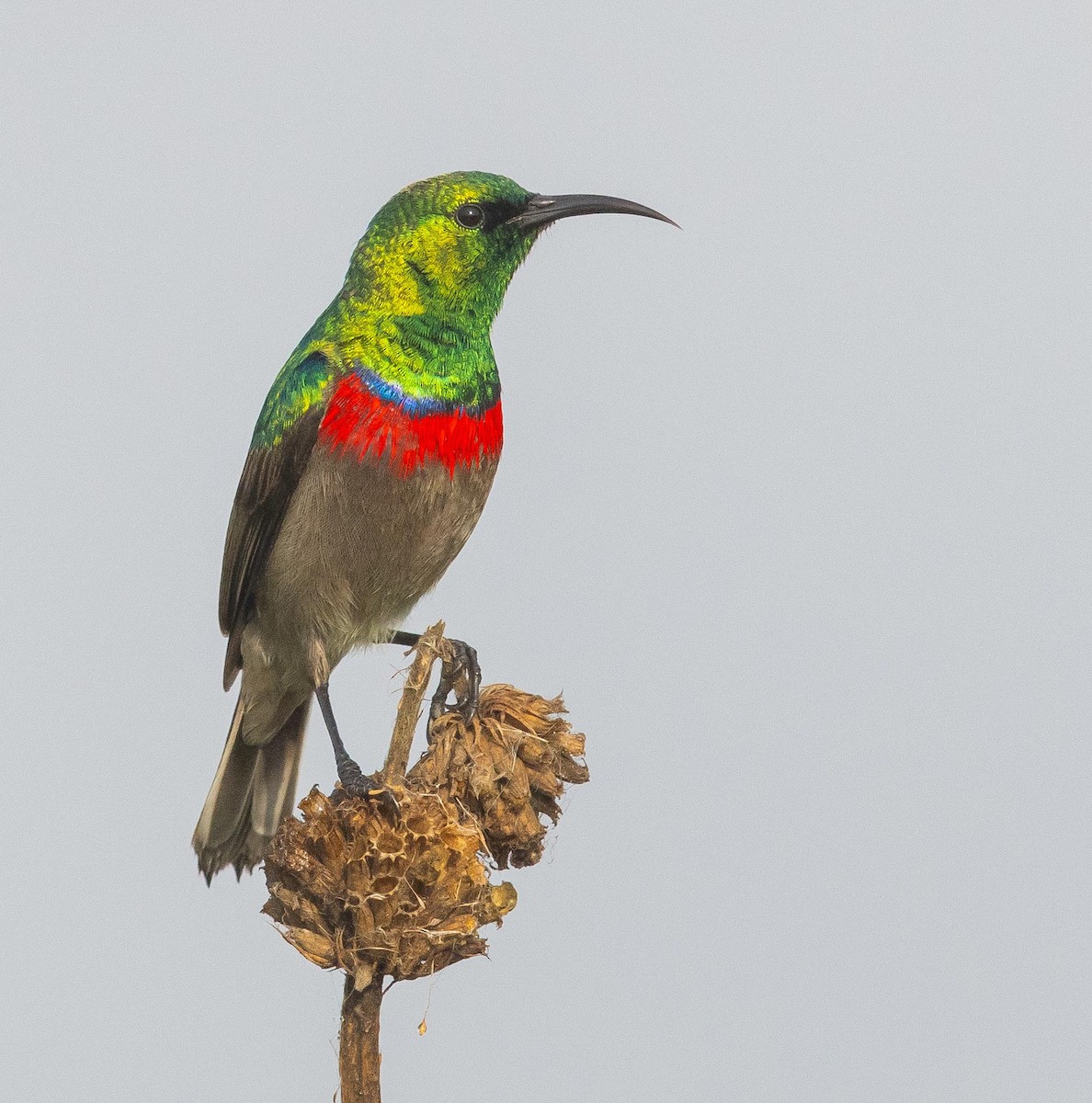 Southern Double-collared Sunbird - ML619528485