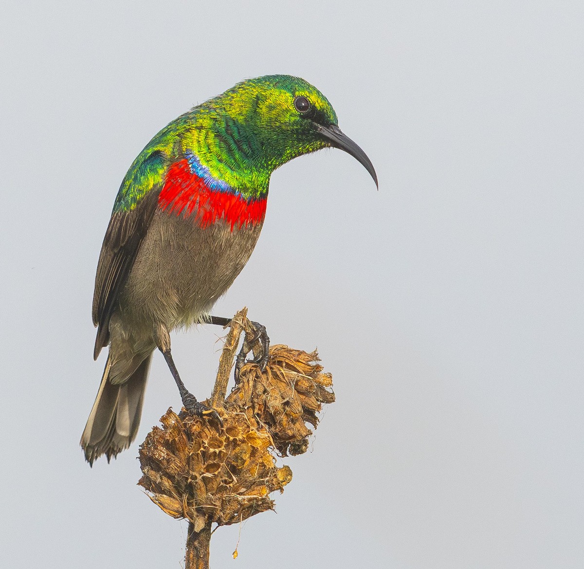 Southern Double-collared Sunbird - ML619528486