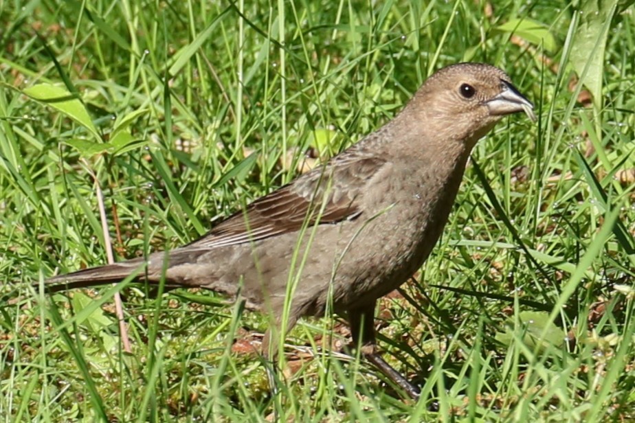 Brown-headed Cowbird - ML619528504