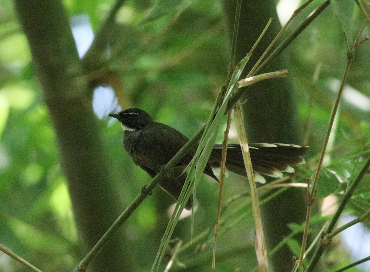 White-throated Fantail - ML619528505