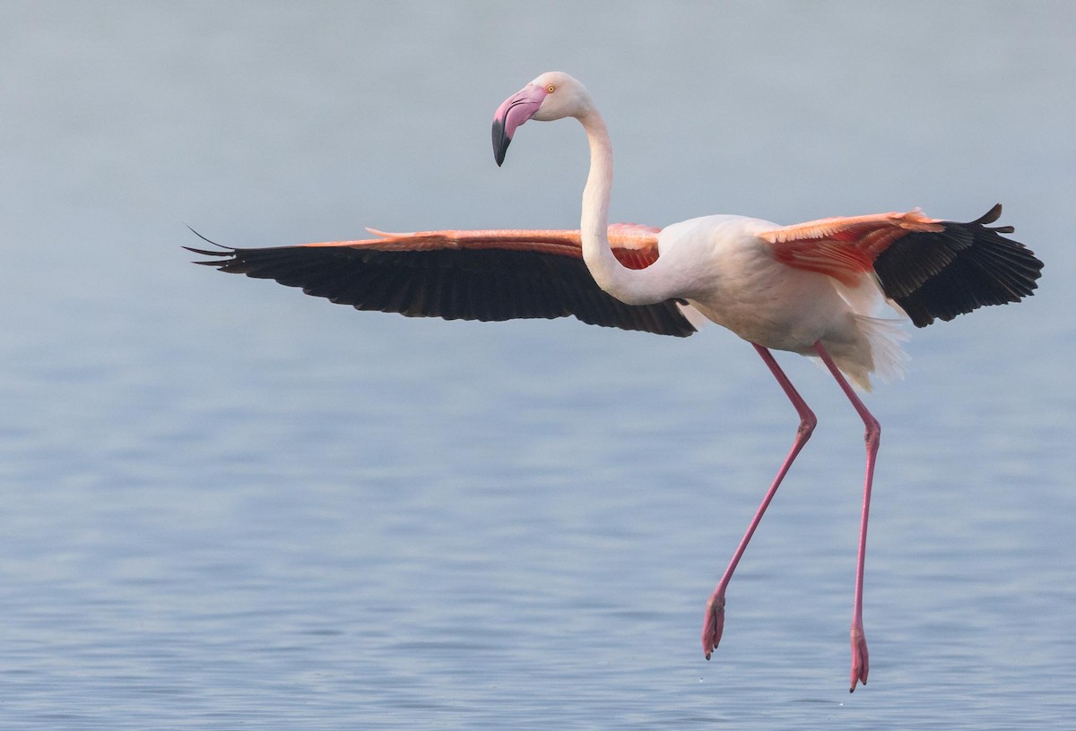 Greater Flamingo - ML619528525