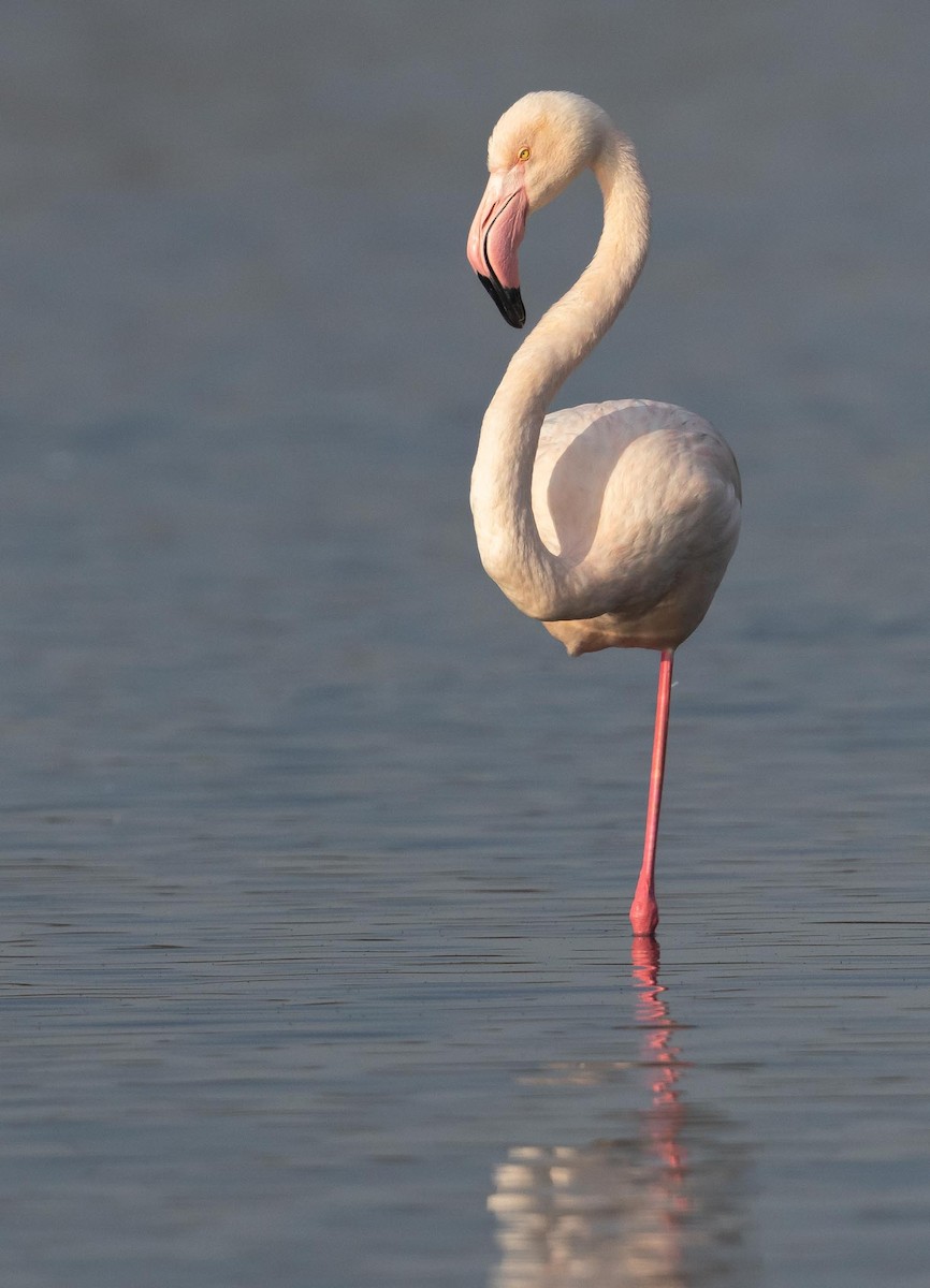 Greater Flamingo - ML619528528