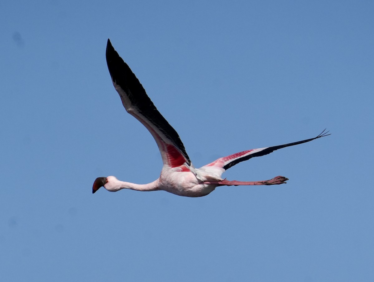 Lesser Flamingo - ML619528634