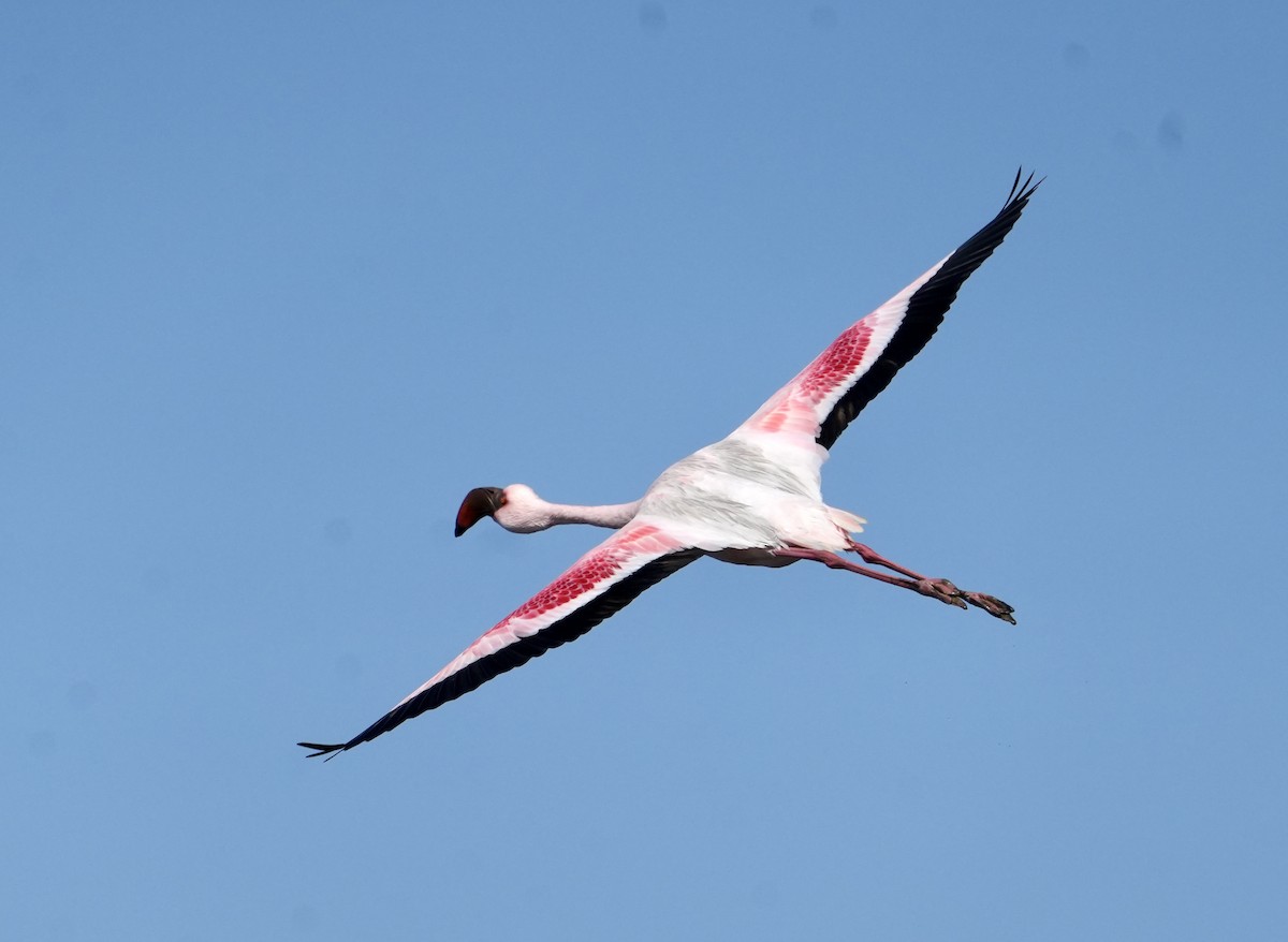 Lesser Flamingo - ML619528635