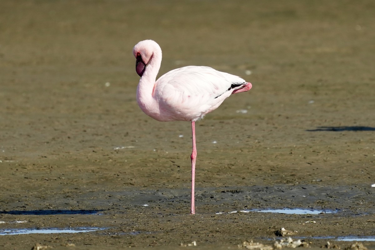 Küçük Flamingo - ML619528636