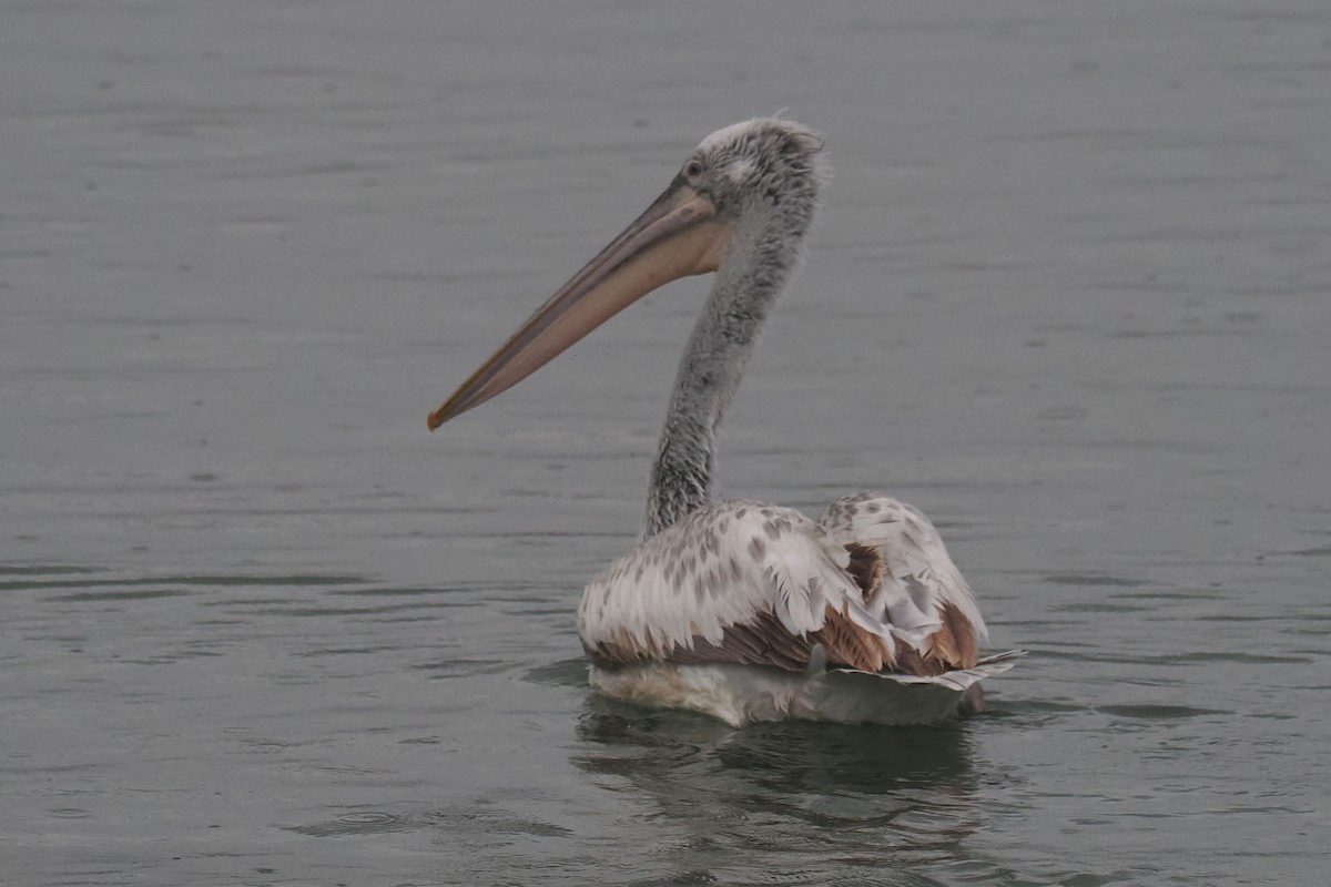 pelikán kadeřavý - ML619528662