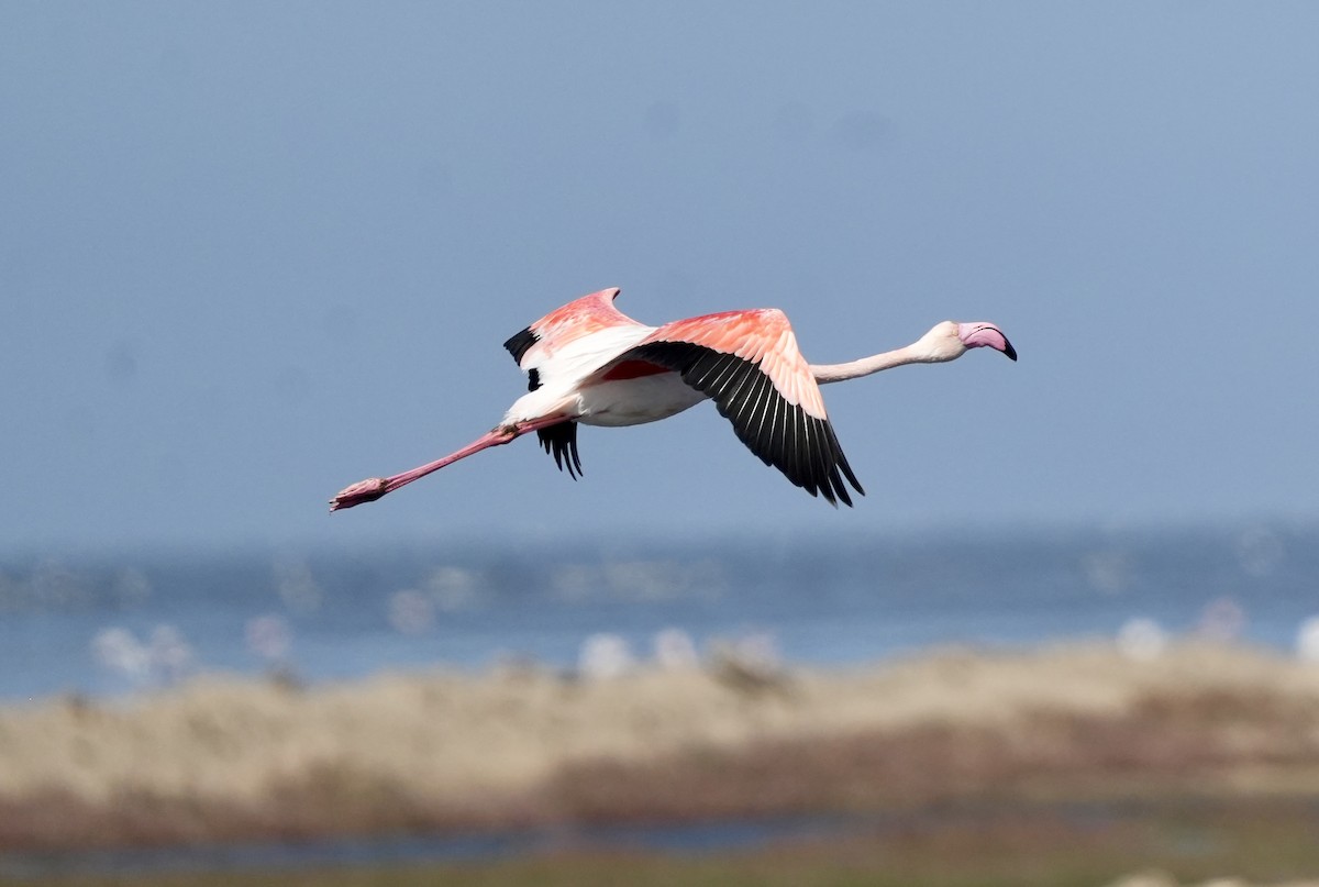 Greater Flamingo - ML619528668