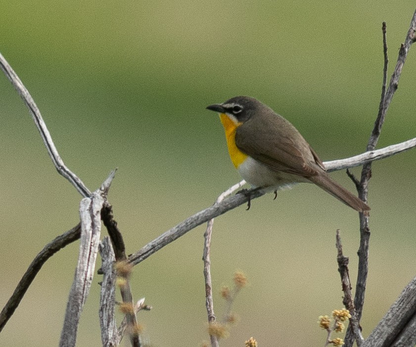 Yellow-breasted Chat - ML619528669
