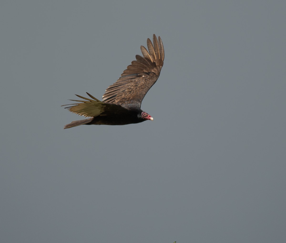 Turkey Vulture - ML619528692