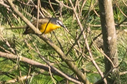 Yellow-breasted Chat - ML619528701