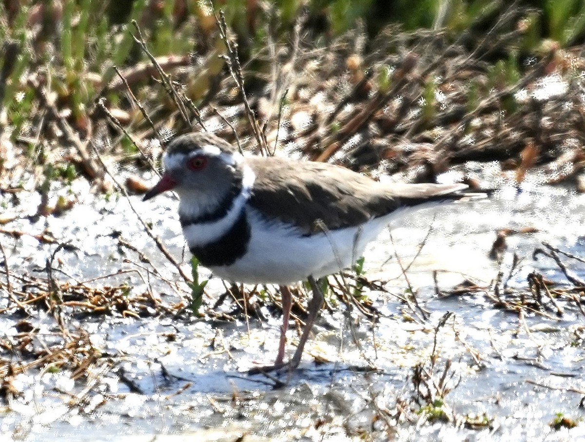 Three-banded Plover - ML619528706