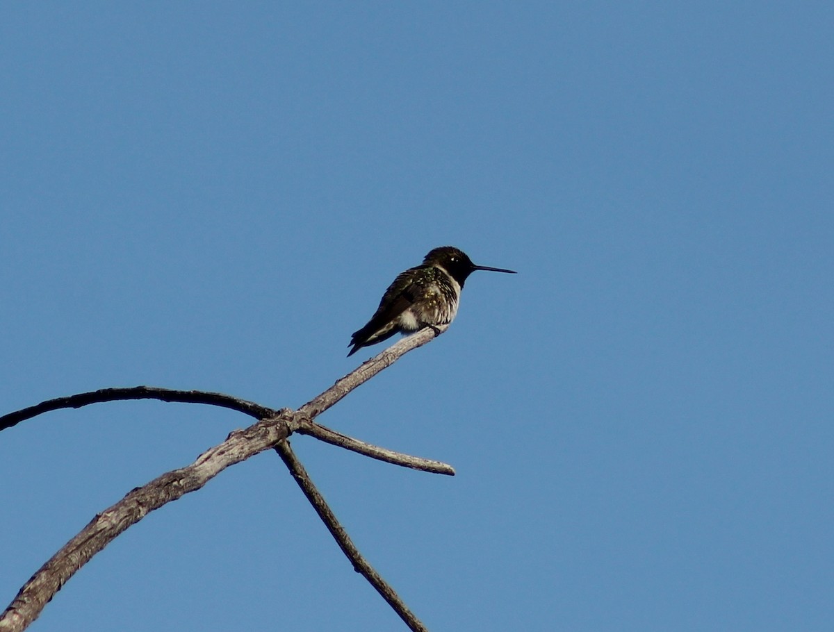Black-chinned Hummingbird - ML619528727