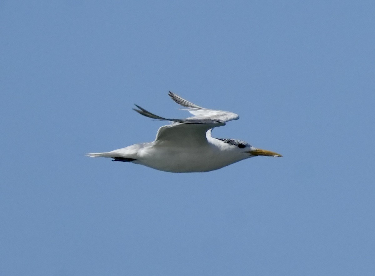 Great Crested Tern - ML619528743
