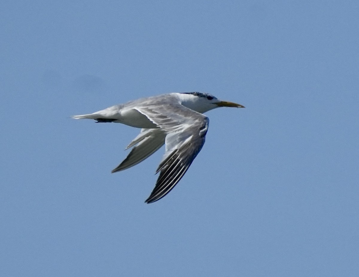 Great Crested Tern - ML619528744