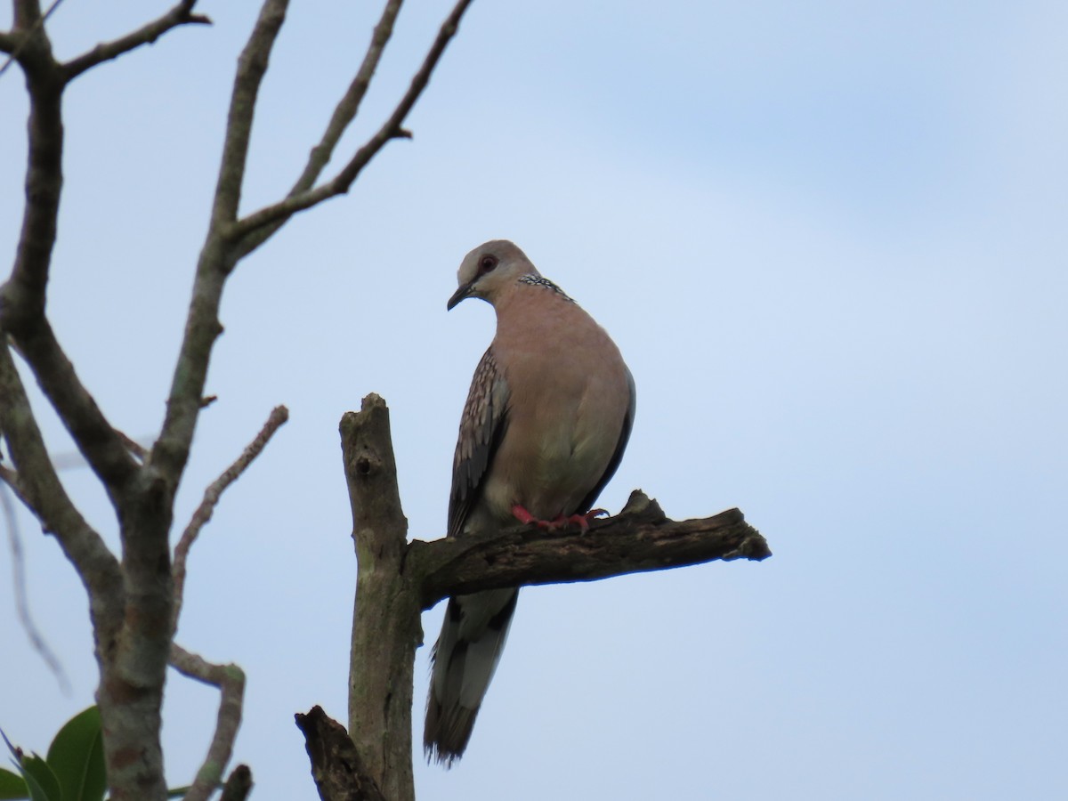 Spotted Dove - ML619528745