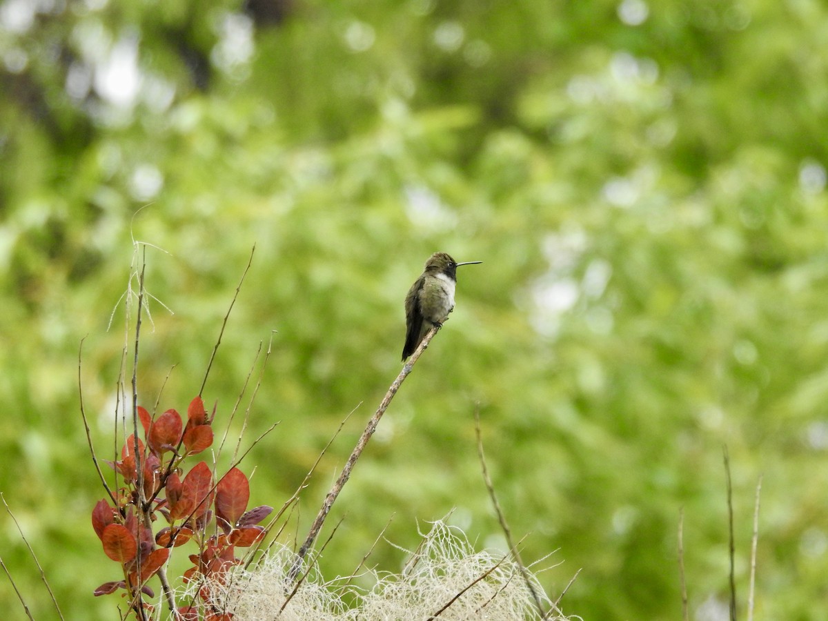 Black-chinned Hummingbird - ML619528761