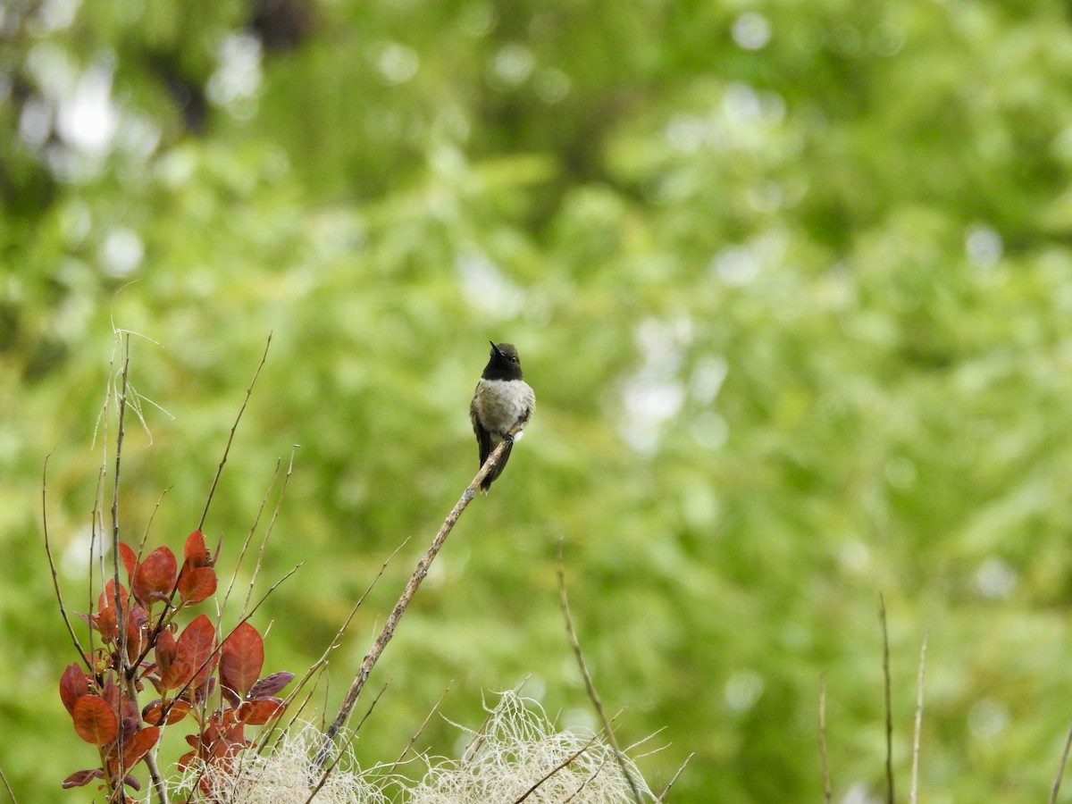 Black-chinned Hummingbird - ML619528767